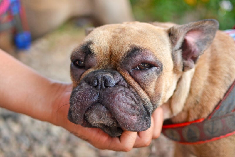 Alerjik reaksiyon geçirdikten sonra yüzü şişmiş ve kırmızı şiş gözleri olan Fransız Bulldog köpeği
