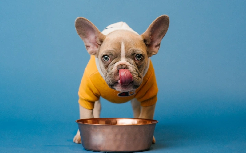 French bulldog eating from a bowl