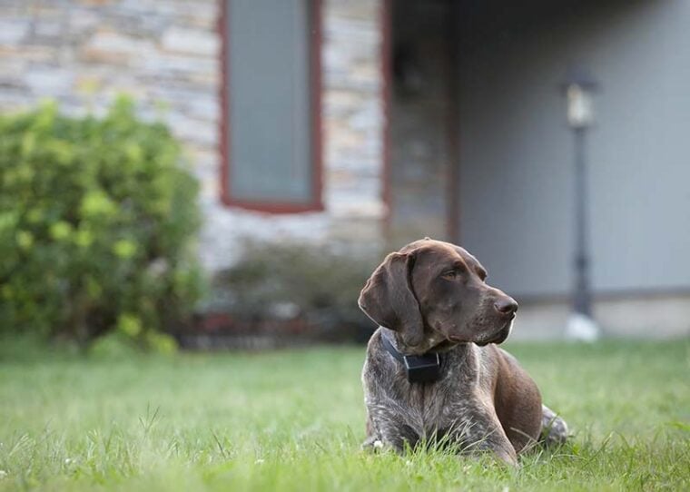 German shorthaired pointer dog with electric collar sitting in front of house