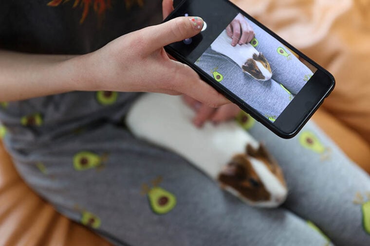 Girl takes pictures on smartphone guinea pig