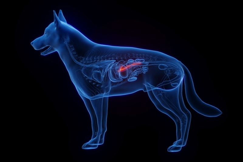 Graphic illustration highlighting dog pancreas
