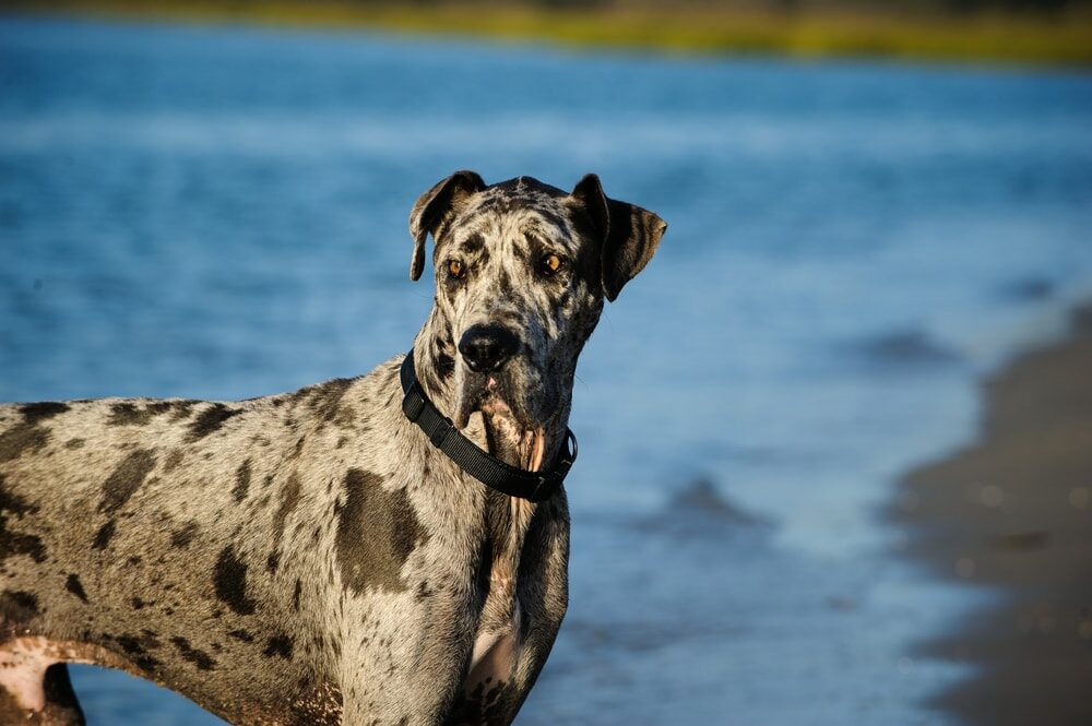 Great Dane by the beach