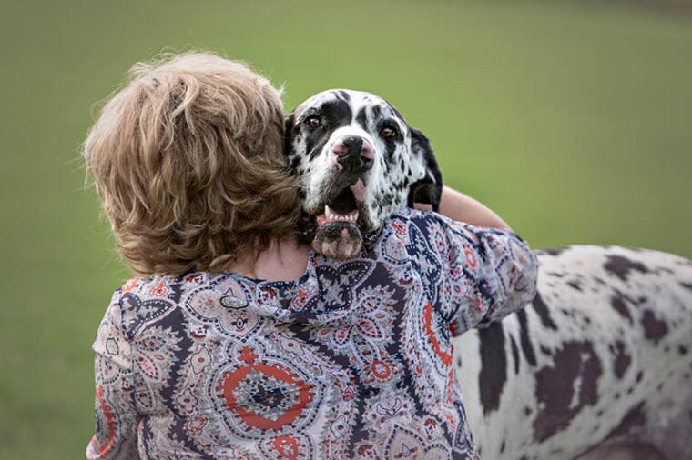Great Dane getting and giving love and hugs to its human owner