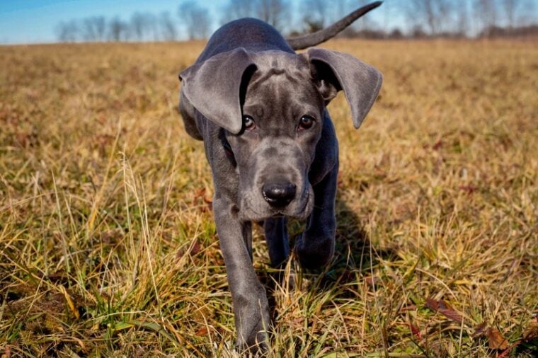 Great Dane puppy with floppy ears walking