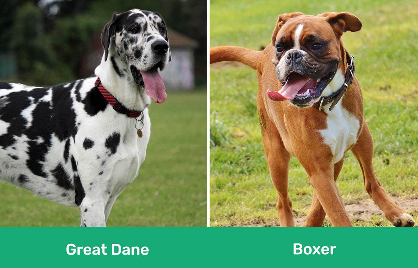 Great Dane vs Boxer side by side