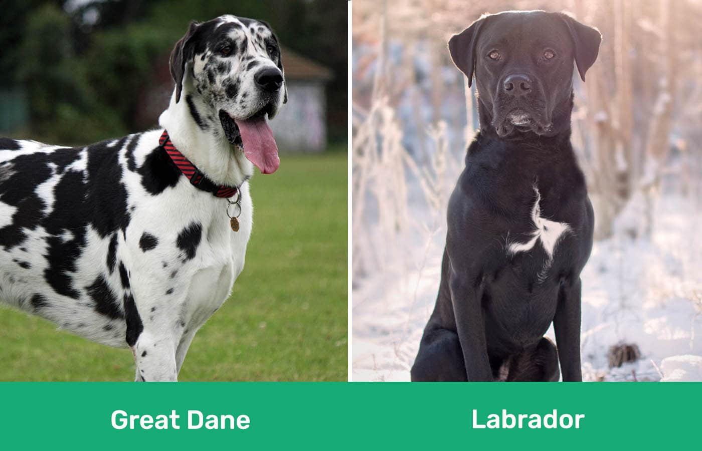 Great Dane vs Labrador side by side