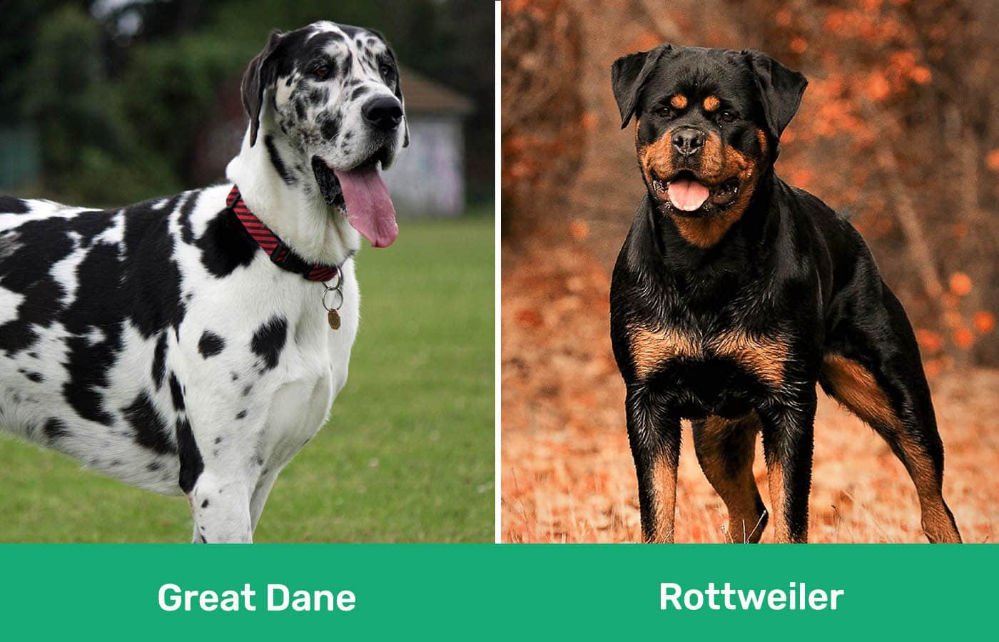 Great Dane vs Rottweiler side by side