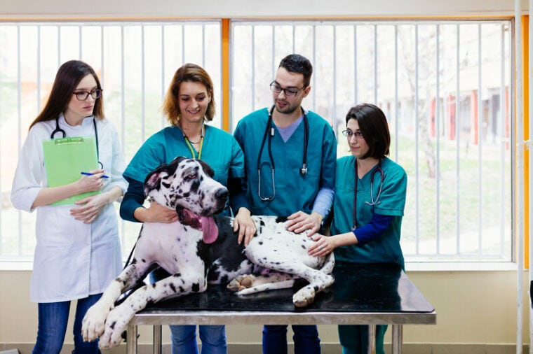 Great Dane at Veterinary clinic