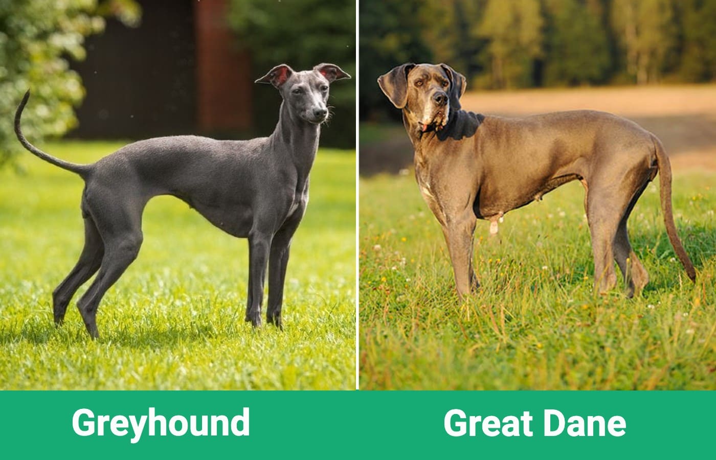 Greyhound vs Great Dane - Visual