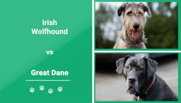 Irish Wolfhound vs Great Dane