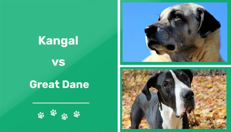 Kangal vs Great Dane