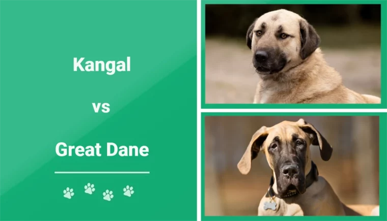 Kangal vs Great Dane - Featured Image
