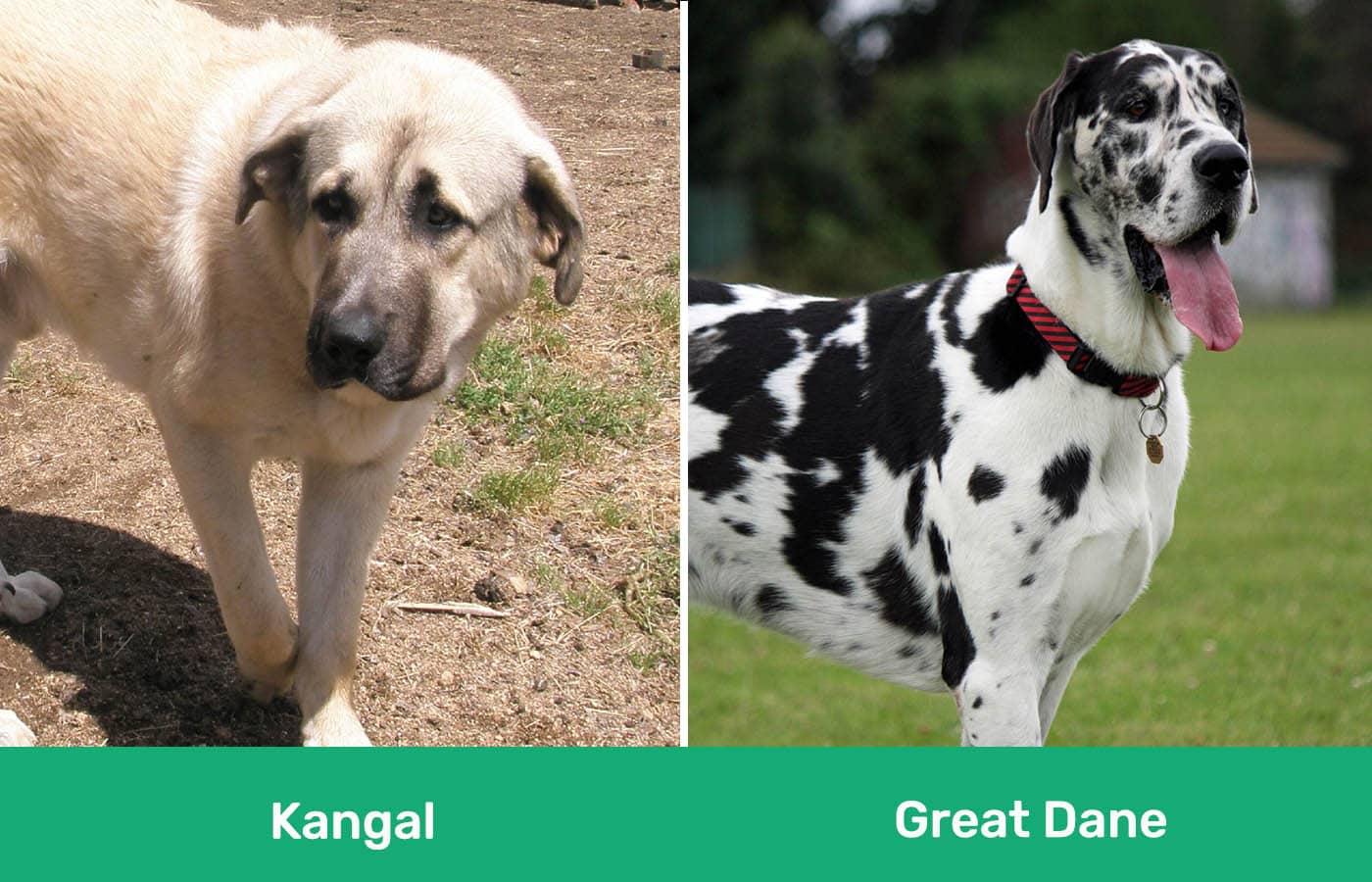 Kangal vs Great Dane side by side