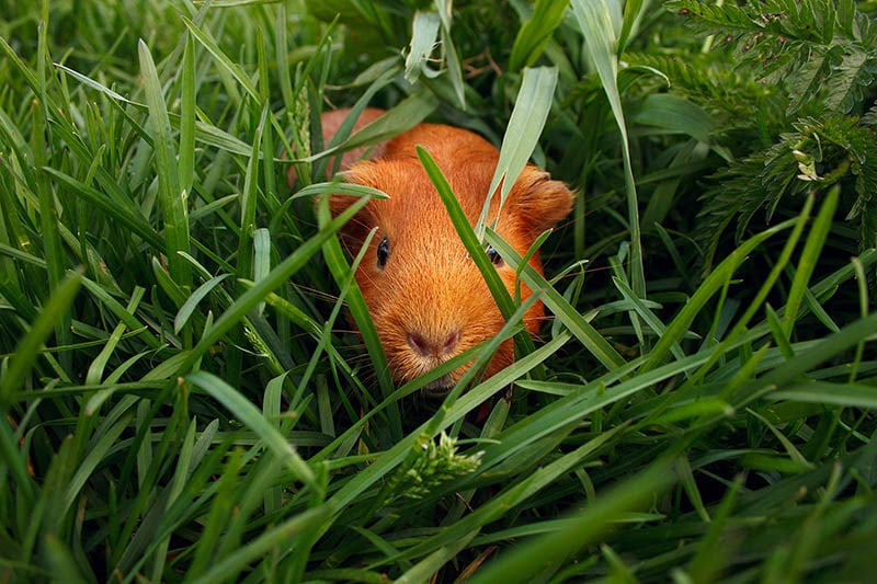 Little curious guinea pig on green grass
