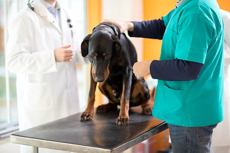 Veterinario masculino examina gran danés para el cáncer en la clínica veterinaria