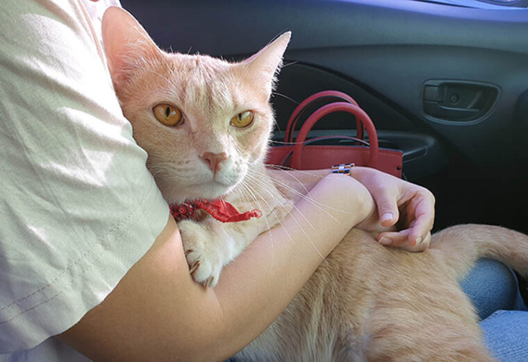 Owner is hugging for reducing cat stress during car ride