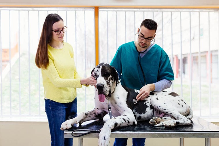 Owner with her Great dane at veterinary