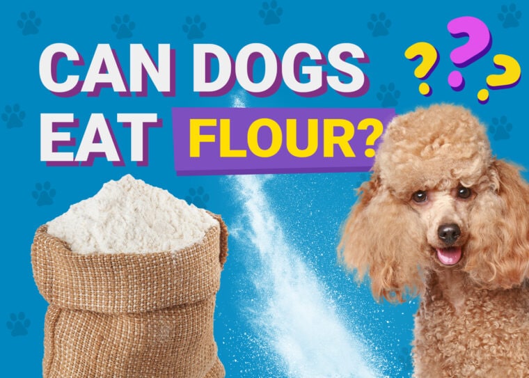 Can Dogs Eat_flour