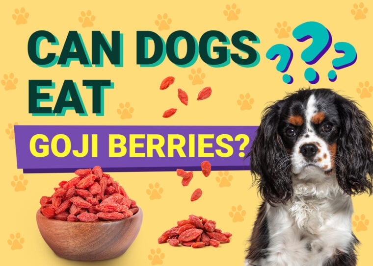 Can Dogs Eat_goji berries