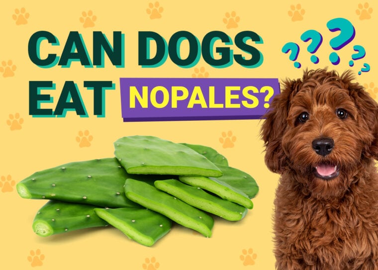 Can Dogs Eat_nopales