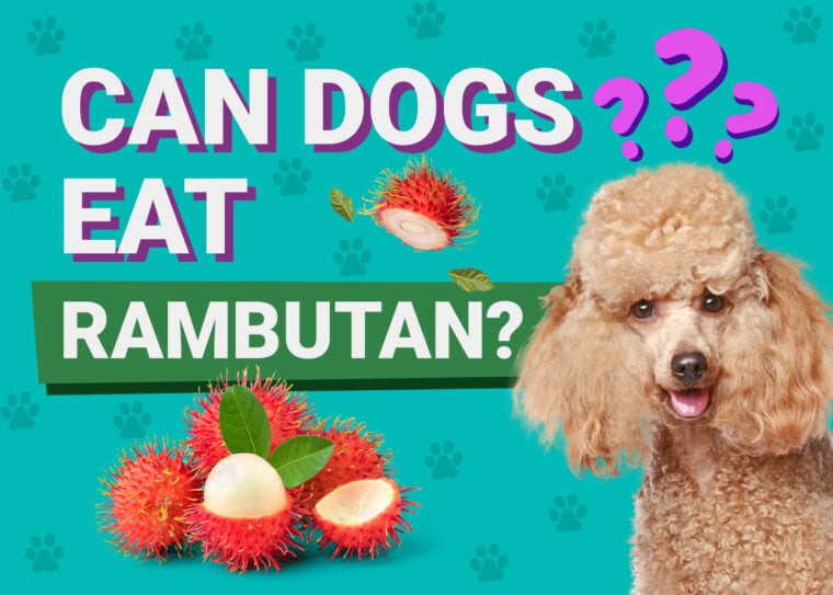 Can Dogs Eat_rambutan