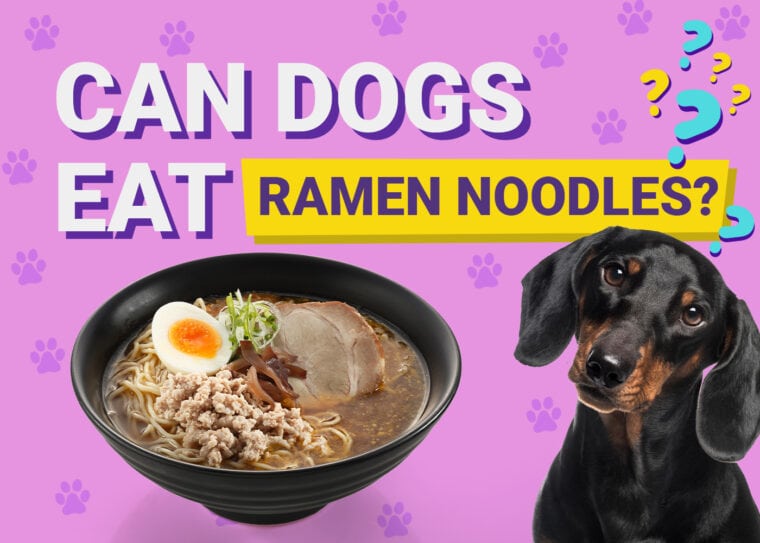 Can Dogs Eat_ramen noodles