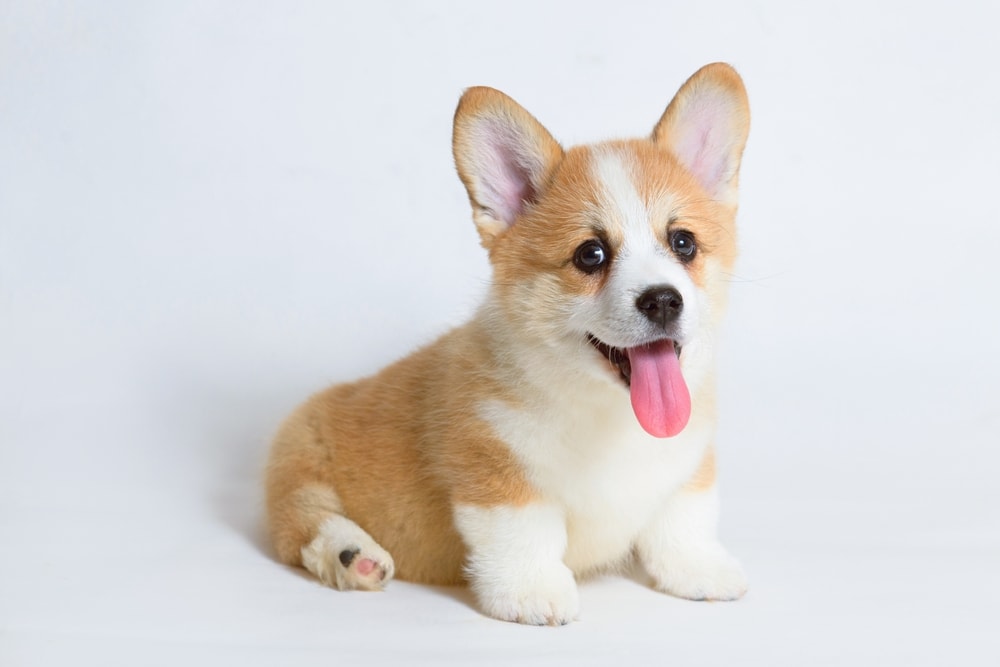 Portrait of cute puppy corgi