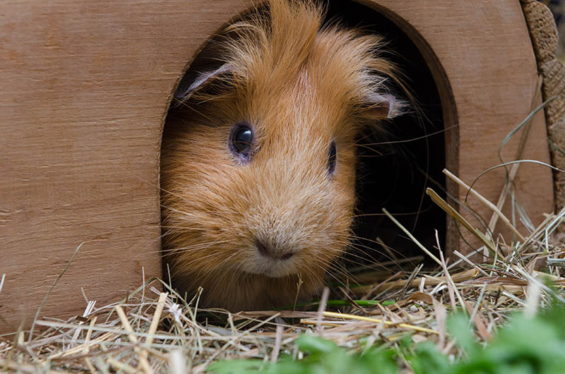 Portrait of cute red guinea pig. Close up photo