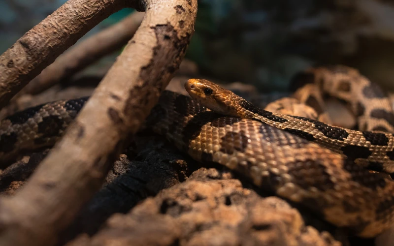 10 Surprising Canadian Snake Bite Statistics (Updated in 2023) | Pet Keen