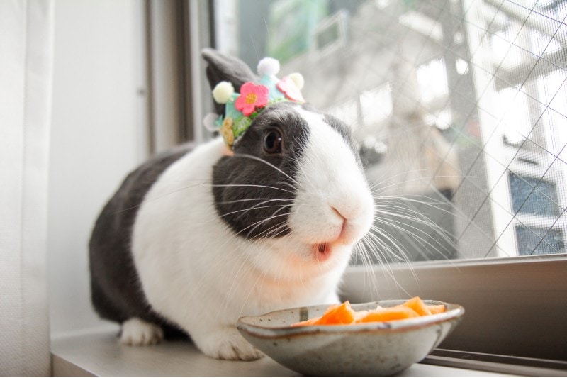Rabbit eating in a bowl