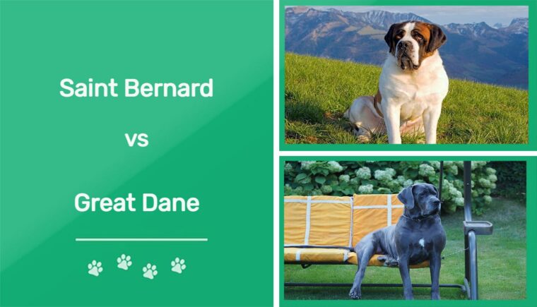 Saint Bernard vs Great Dane