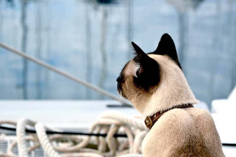 Siamese cat sitting on front of catamaran sailing boat
