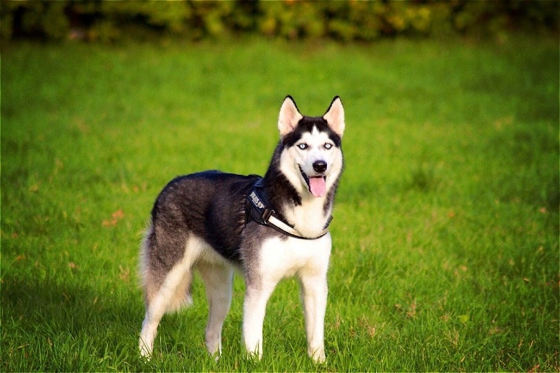 Siberian Husky Dog standing on grass