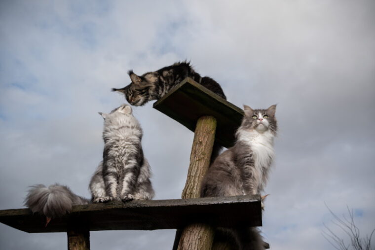 Three Maine Coon cats on a DIY cat tree