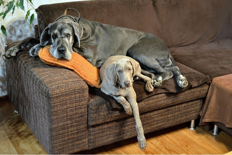 Two great danes on the sofa