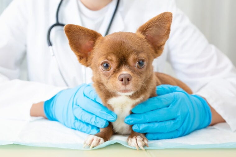 Vet checking puppy Chihuahua for chest deformities