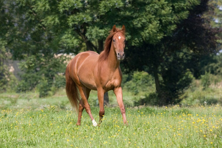 Young american quarter horse running