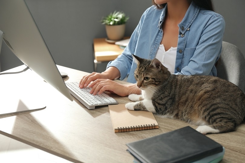 Young woman with cat working on computer at table