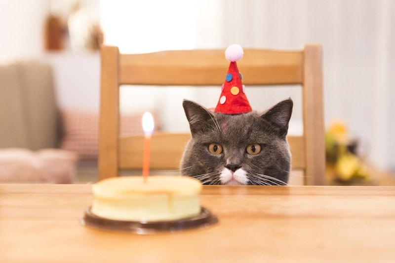 a cat celebrating its birthday