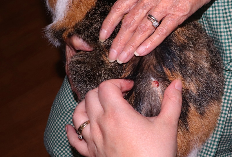 a female calico cat with skin disease