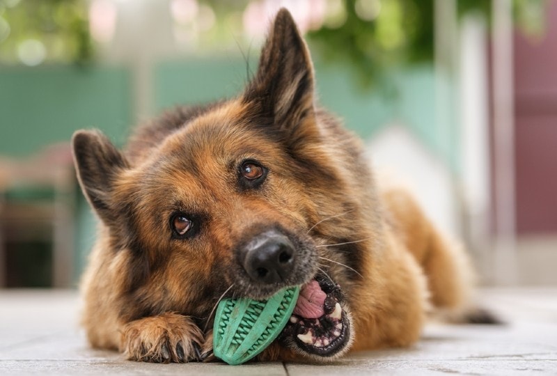 a german shepherd dog playing with his chew toy