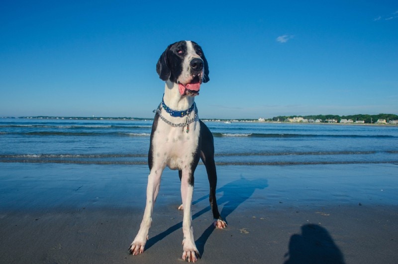 a mantle great dane by the beach