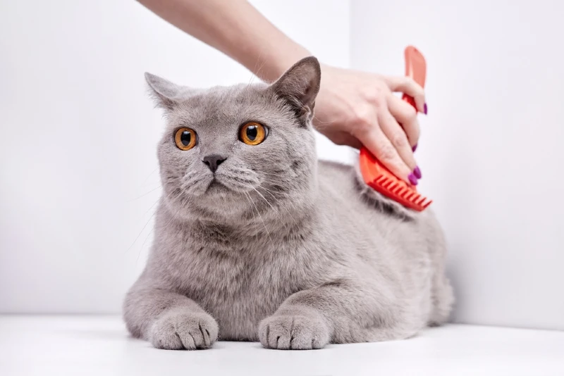 a person brushing the hair of a british shorthair cat