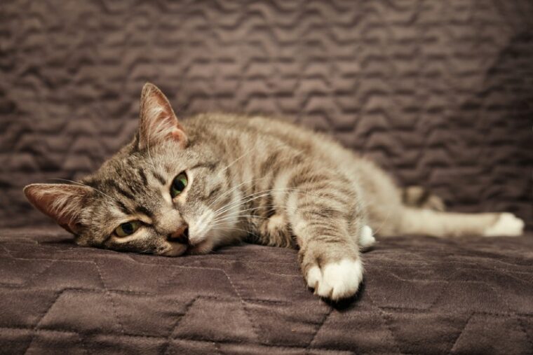 Sick cat lying on the sofa