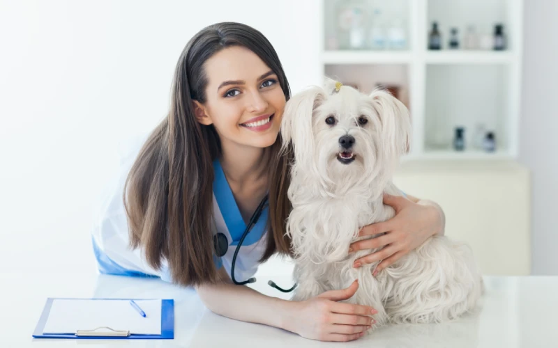 a veterinarian holding a white dog
