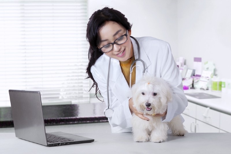 a young vet checking a maltese dog
