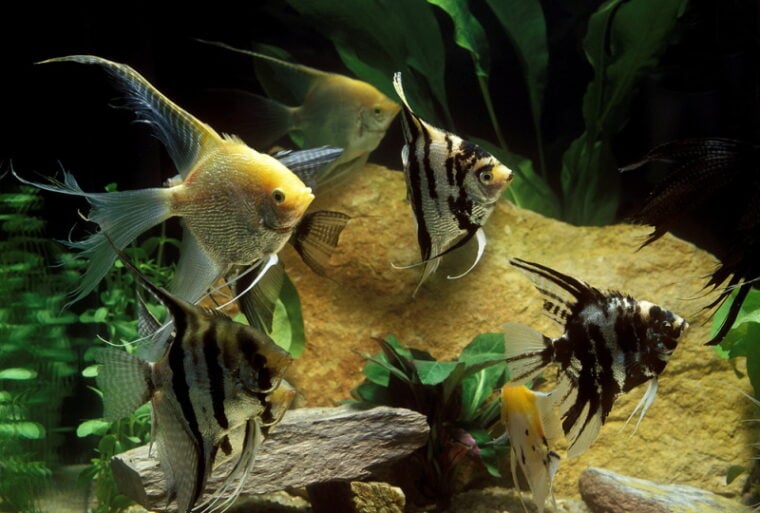 angelfish in aquarium