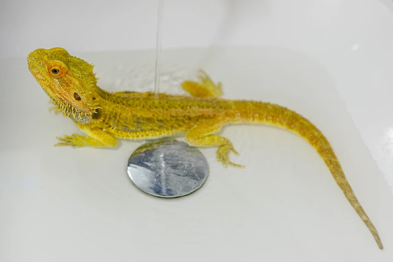 bearded dragon being given a bath