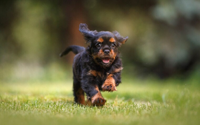 black and brown puppy dog running on grass