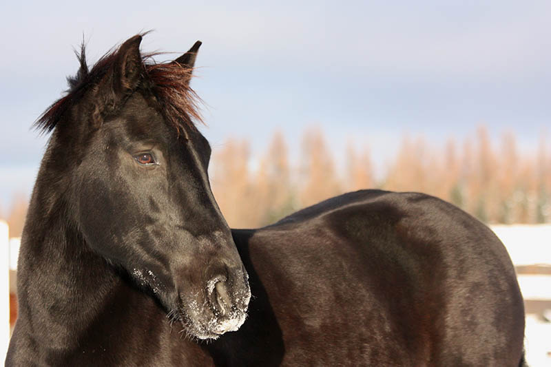 black canadian horse up close